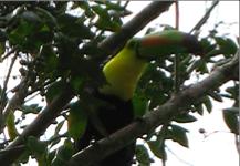 toucan2