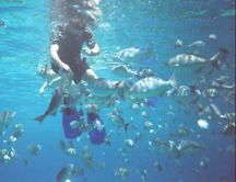 poissonL