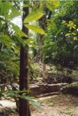 Palenque1